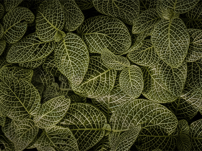 Principles for Sustainable Insurance