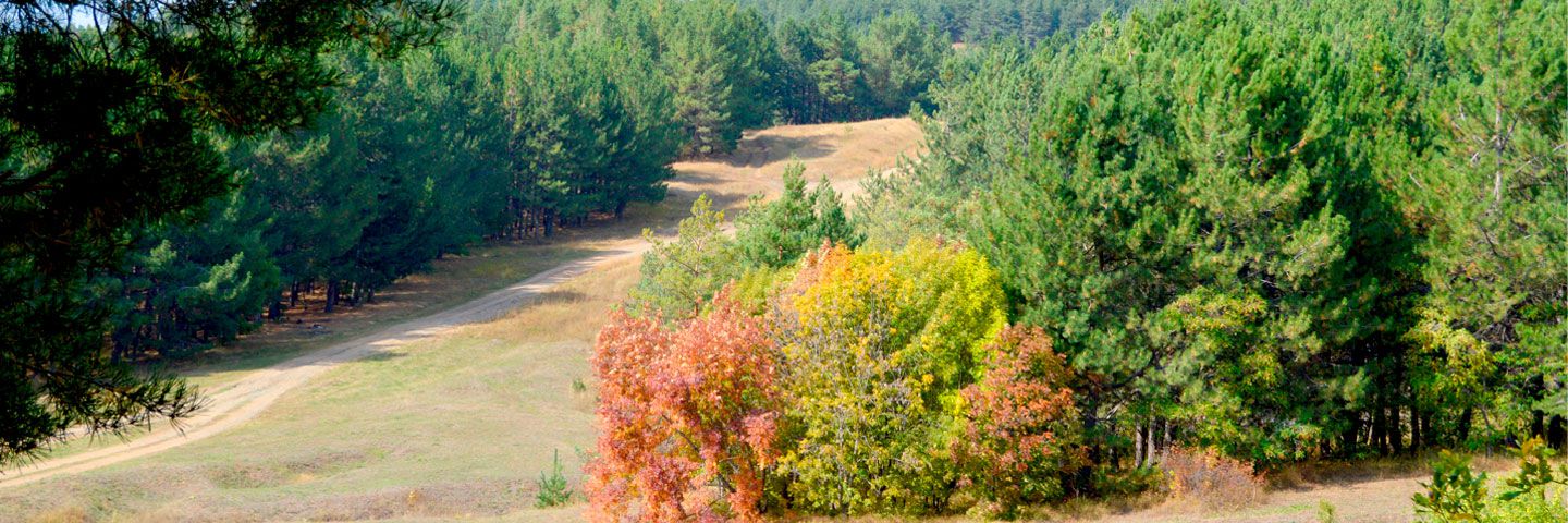 Country Case Studies