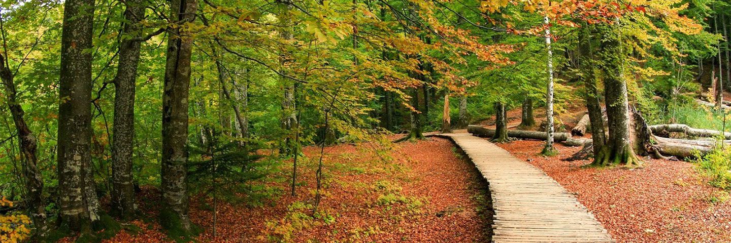 Կանաչ Ֆինանսներ