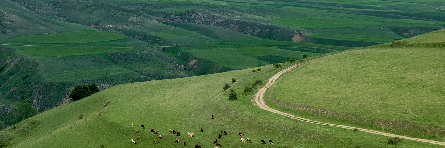 International best practices analyzed and adapted