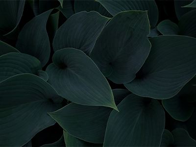 Corporate Green Bonds