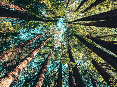 Global Green Finance Updates