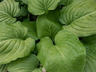 Country Case Studies